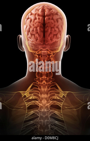 Rear view of the brain relative to the skull and upper body Stock Photo ...