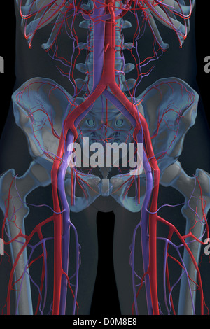 Front view of the bones and major blood vessels of the pelvic region ...