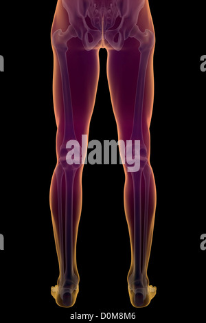The bones of the lower body Stock Photo: 13172613 - Alamy
