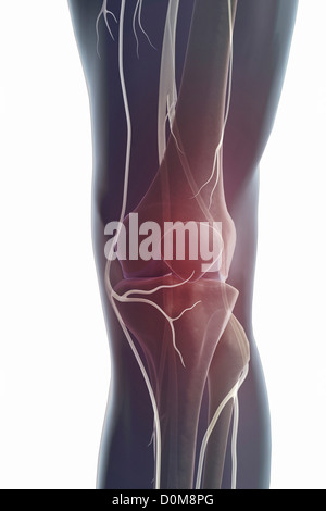 The nerve supply of the knee Stock Photo - Alamy