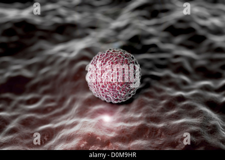 Microscopic styled visualization of a human morula. Stock Photo