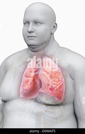 Human lungs layered over an overweight man's body to show the relationship between obesity and respiratory disorders. Stock Photo