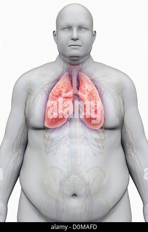 Human lungs layered over an overweight man's body to show the relationship between obesity and respiratory disorders. Stock Photo