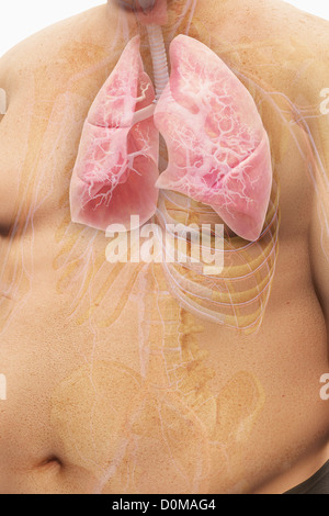 Human lungs layered over an overweight man's body to show the relationship between obesity and respiratory disorders. Stock Photo