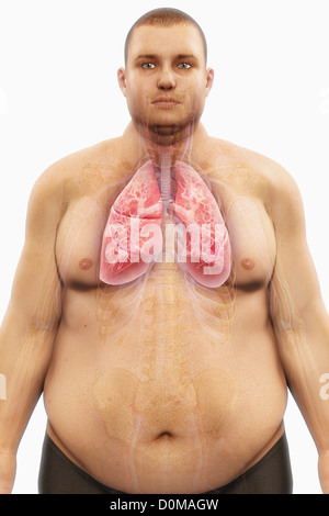 Human lungs layered over an overweight man's body to show the relationship between obesity and respiratory disorders. Stock Photo