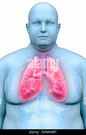 Human lungs layered over an overweight man's body to show the relationship between obesity and respiratory disorders. Stock Photo