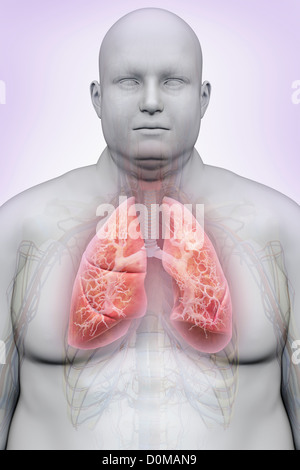 Human lungs layered over an overweight man's body to show the relationship between obesity and respiratory disorders. Stock Photo