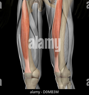 A human model showing the rectus femoris muscle Stock Photo - Alamy