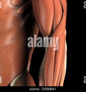 Anatomical model showing the biceps brachii muscles Stock Photo - Alamy