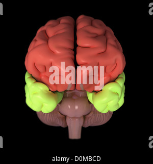 A model of the human brain, isolating different lobes with color Stock ...