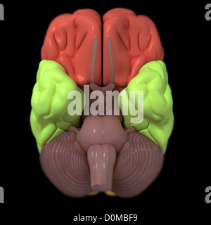 A model of the human brain, isolating different lobes with color Stock ...