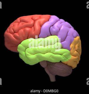 A model of the human brain, isolating different lobes with color Stock ...