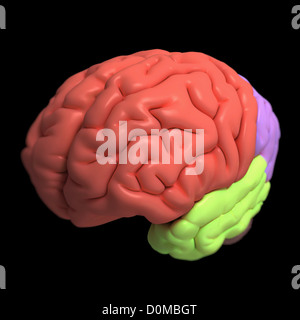 A model of the human brain, isolating different lobes with color Stock ...