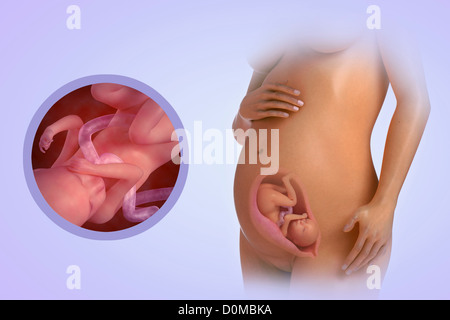 A human model showing pregnancy at week 24. Stock Photo