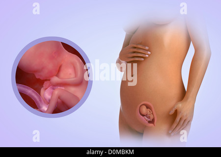 A human model showing pregnancy at week 15. Stock Photo