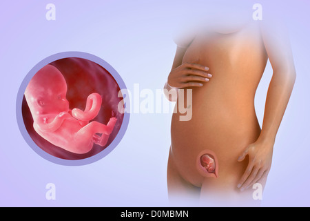 A human model showing pregnancy at week 12. Stock Photo