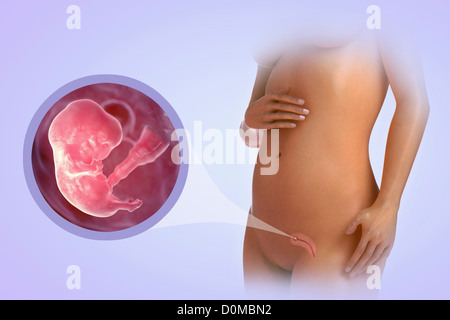 A human model showing pregnancy at week 8. Stock Photo