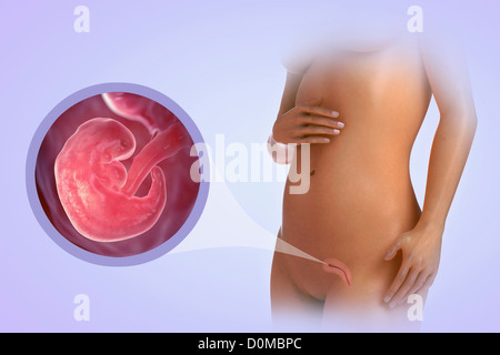 A human model showing pregnancy at week 6. Stock Photo