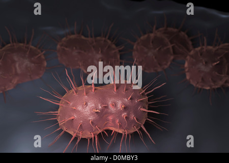 Neisseria gonorrhoeae, the bacterium responsible for the sexually transmitted infection gonorrhea. Stock Photo