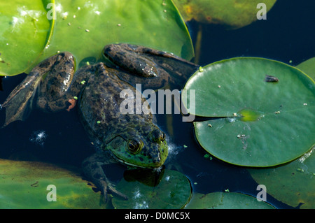 Frog on a lily Stock Photo