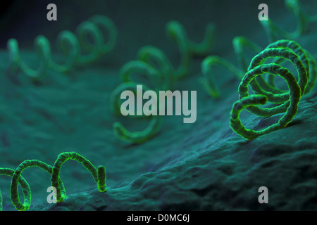 Treponema pallidum, the bacterium responsible for the dangerous sexually transmitted infection syphilis. Stock Photo