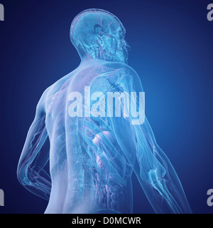 Rear Internal View Rear of a human model showing internal anatomy Stock Photo - Alamy
