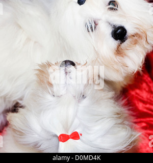 High angle view of two white dogs Stock Photo
