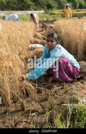 Indian women cutting rice in the middle of a ripe paddy field with a ...