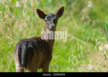 Fallow deer Dama dama Stock Photo