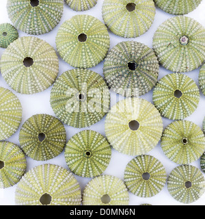 Collection of dry sea urchin tests Stock Photo