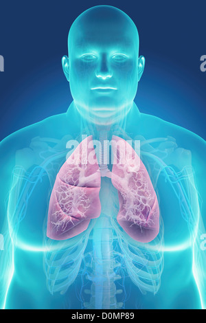 Human lungs layered over an overweight man's body to show the relationship between obesity and respiratory disorders. Stock Photo