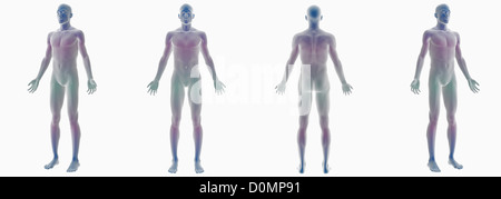 Anatomical models showing skin covering the human body Stock Photo - Alamy