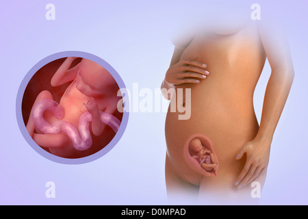 A human model showing pregnancy at week 18. Stock Photo