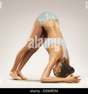 Skeleton layered over female body in variation dolphin pose showing skeletal alignment in this particular yoga posture. Stock Photo