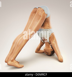 Skeleton layered over female body in variation dolphin pose showing skeletal alignment in this particular yoga posture. Stock Photo