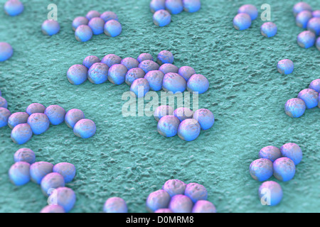 Clusters of 'superbug' (MRSA) bacteria. Stock Photo