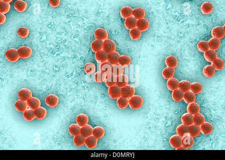 Clusters of 'superbug' (MRSA) bacteria. Stock Photo