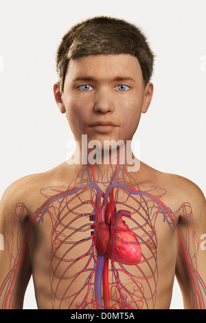 Digital illustration pre-adolescent male child heart blood vessels cardiovascular system visible within chest. Stock Photo