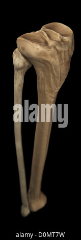 Model of the tibia and fibula bones that form part of the human leg. Stock Photo