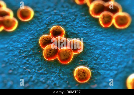 Clusters of 'superbug' (MRSA) bacteria. Stock Photo