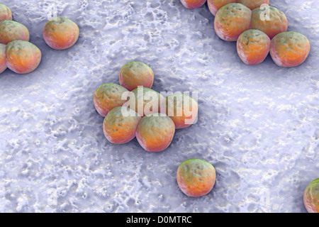 Clusters of 'superbug' (MRSA) bacteria. Stock Photo