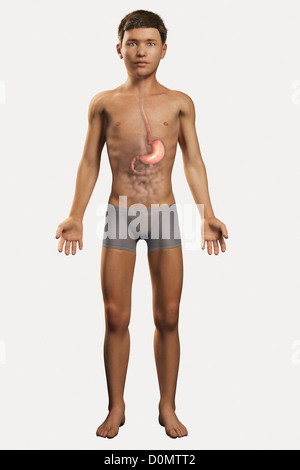 Digital illustration pre-adolescent male child organs digestive system visible within abdomen. stomach has been highlighted. Stock Photo