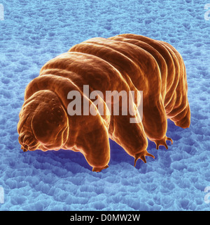 Diagram of a Water Bear (Tardigardes) which is a polyextremophile. Stock Photo