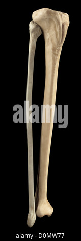 Model of the tibia and fibula bones that form part of the human leg. Stock Photo