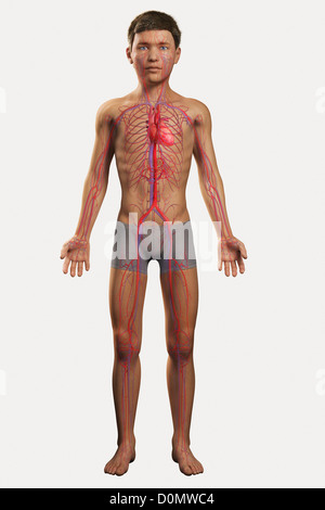 Digital illustration of a pre-adolescent male child with the heart and blood vessels of the cardiovascular system visible. Stock Photo