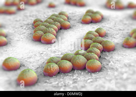 Clusters of 'superbug' (MRSA) bacteria. Stock Photo