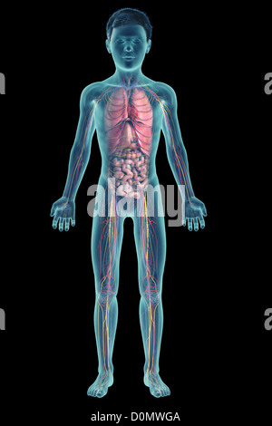Digital illustration of a pre-adolescent male child showing the structure of the  internal organs. Stock Photo