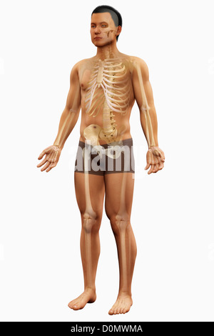 Anatomical model showing the bones which form the human skeletal structure. Stock Photo