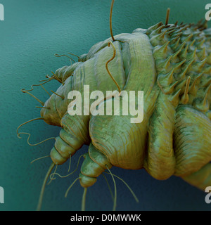 A close up view of the cause of scabies - the mite Sarcoptes scabiei. Stock Photo