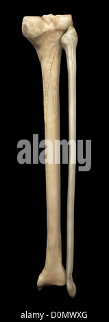 Model of the tibia and fibula bones that form part of the human leg. Stock Photo